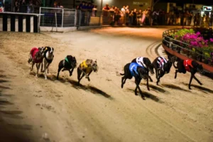 Chinh Phục Đường Đua Tốc Độ Cách Chơi Game Nhanh Đua Chó Tại 138Bet