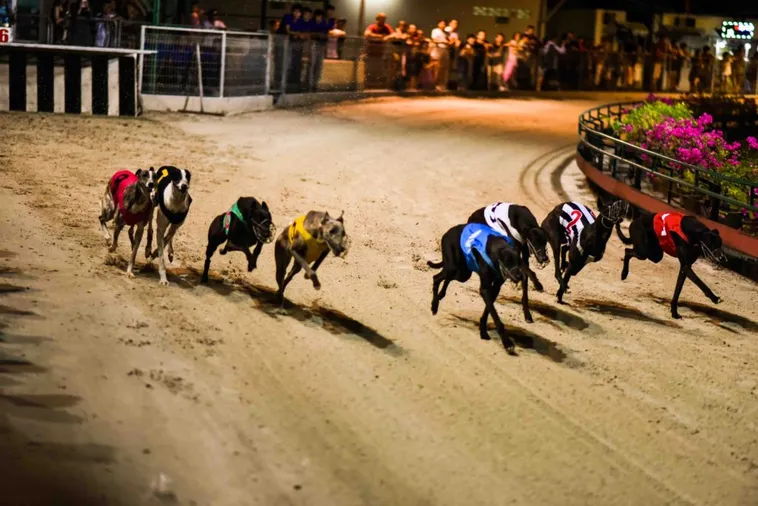 Chinh Phục Đường Đua Tốc Độ Cách Chơi Game Nhanh Đua Chó Tại 138Bet 1 Chinh Phục Đường Đua Tốc Độ Cách Chơi Game Nhanh Đua Chó Tại 138Bet