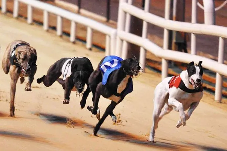 Chinh Phục Đường Đua Tốc Độ Cách Chơi Game Nhanh Đua Chó Tại 138Bet 2 Chinh Phục Đường Đua Tốc Độ Cách Chơi Game Nhanh Đua Chó Tại 138Bet