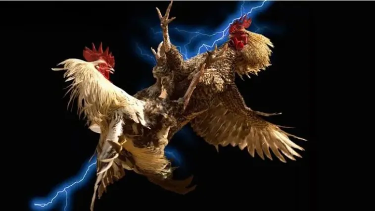 Trải Nghiệm Sảnh Cược Đá Gà 138Bet Đẳng Cấp Số Một Châu Á