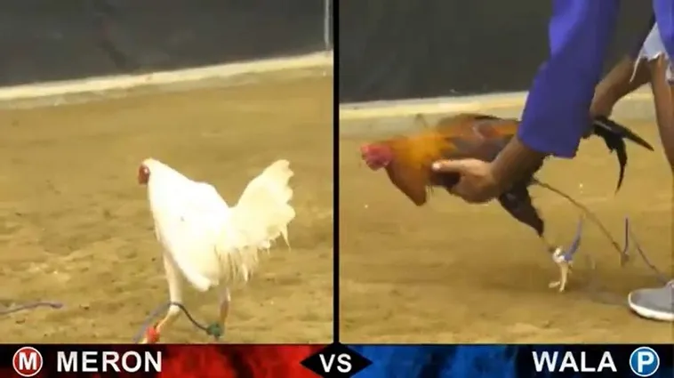 Bật Mí Bí Kíp Cách Chơi Đá Gà Sabong Tại 138Bet Siêu Chuẩn